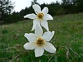 Amaryllidaceae - Narcissus poeticus_1